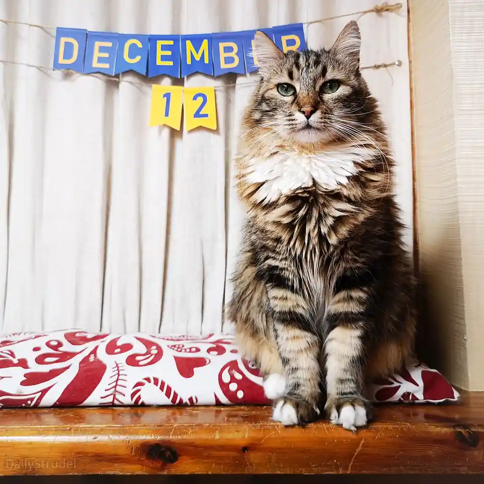Mark your calendars for December 12!