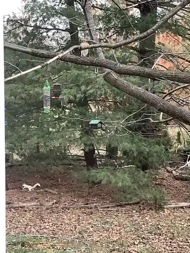 A hawk perches on a tree branch above several hanging bird feeders in a backyard, while a white squirrel runs on the ground…