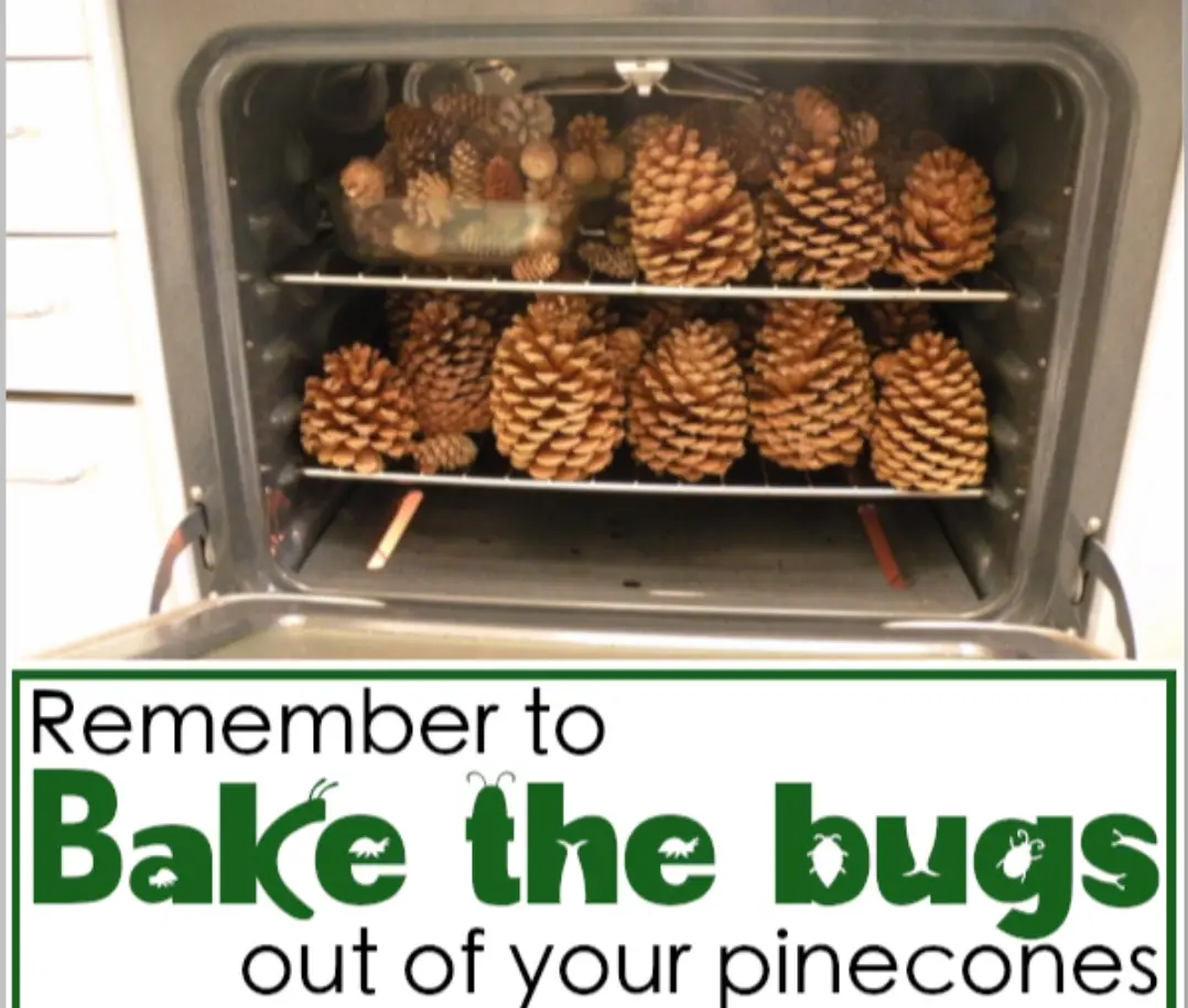 An oven is filled with pinecones on two racks, with the overlaid text reading 'Remember to Bake the bugs out of your…