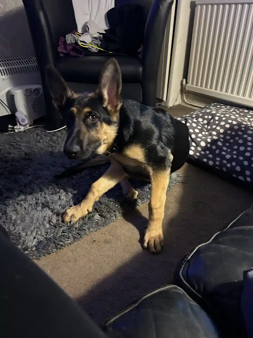 A German Shepherd puppy with black and tan fur is lying on a grey shaggy rug in a living room, looking up with a slightly…
