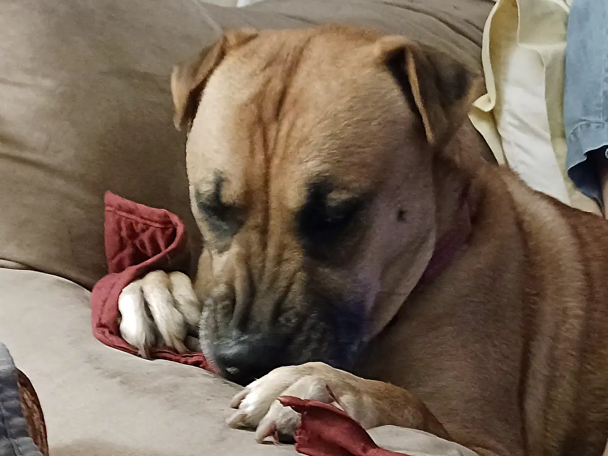 A large, tan dog with a wrinkled face and droopy eyes rests on a couch, its paws gently holding a red fabric item. The dog's…