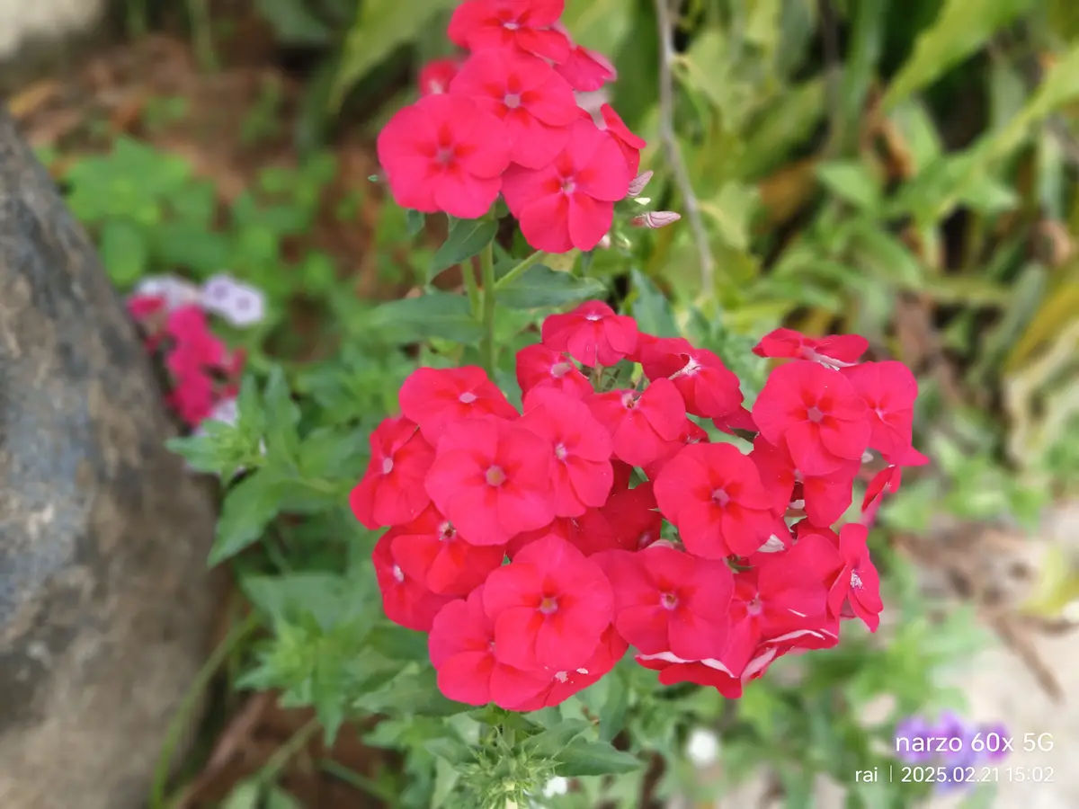 A close-up photograph shows vibrant red phlox flowers in full bloom, surrounded by green foliage and a blurred background…