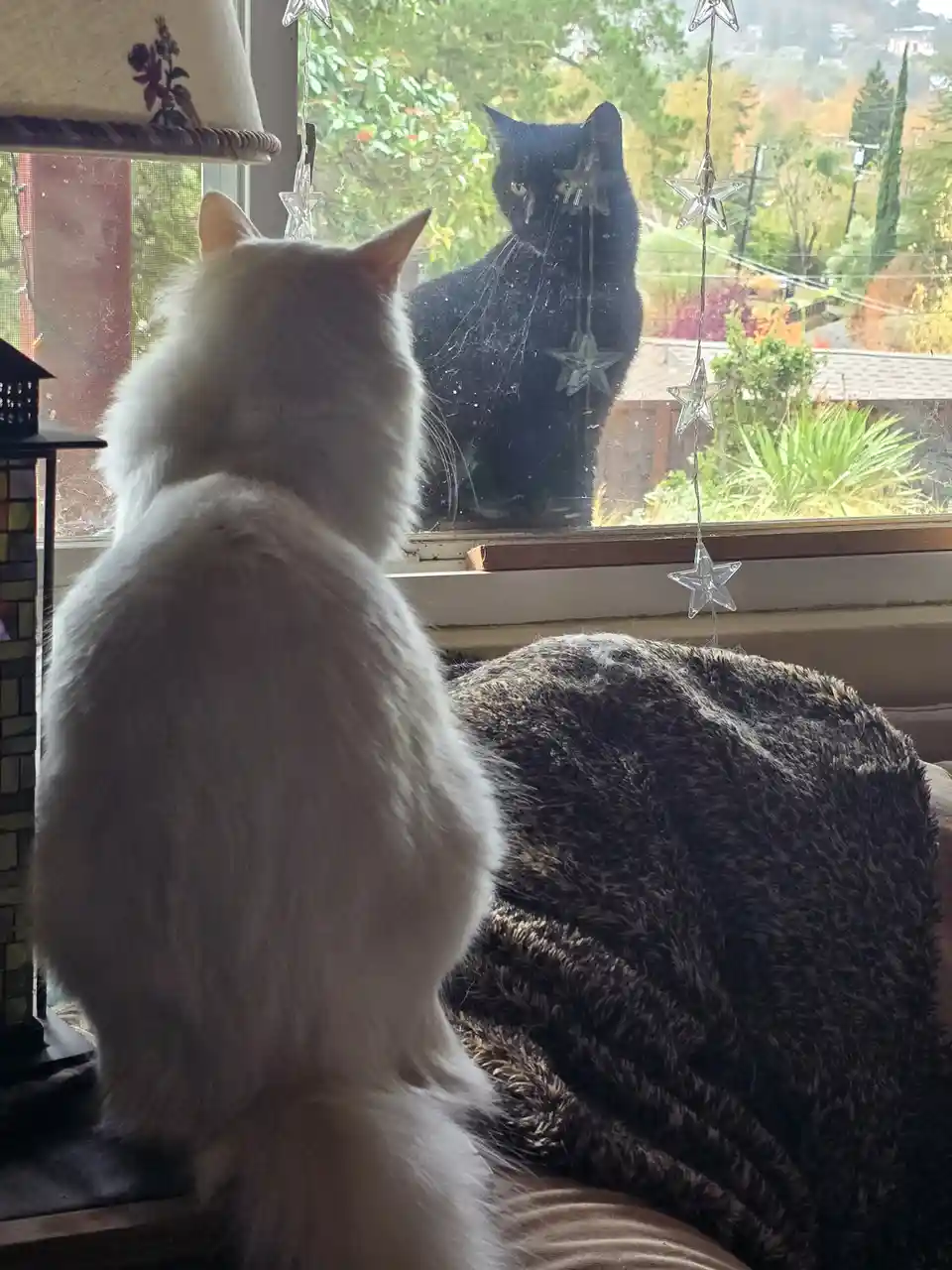 A fluffy white cat sits indoors facing a window, staring intently at the reflection of a black cat visible on the glass. The…