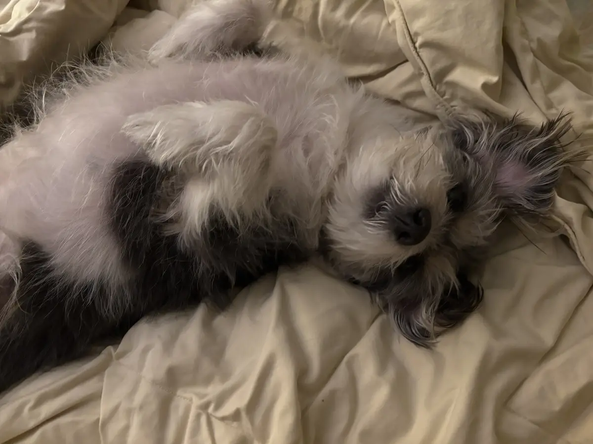 A small, fluffy dog with gray and white fur is lying on its back on a rumpled beige bedsheet, looking up with a relaxed…