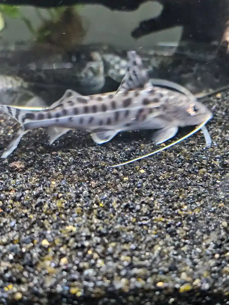 A close-up photo of a spotted catfish resting on dark gravel in an aquarium, with overlaid text reading 'i'm not a catfish…