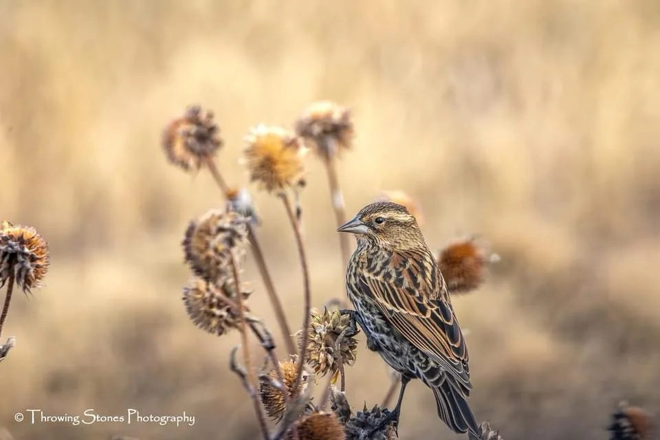A female red-winged blackbird perches on a dried sunflower stalk in a field of golden-brown vegetation. The bird has brown…
