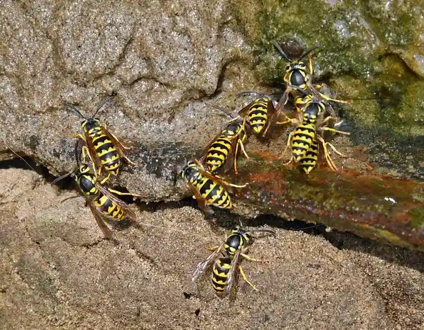 A group of yellow and black striped wasps are clustered around a wet, sandy rock surface, some drinking water. The image has…