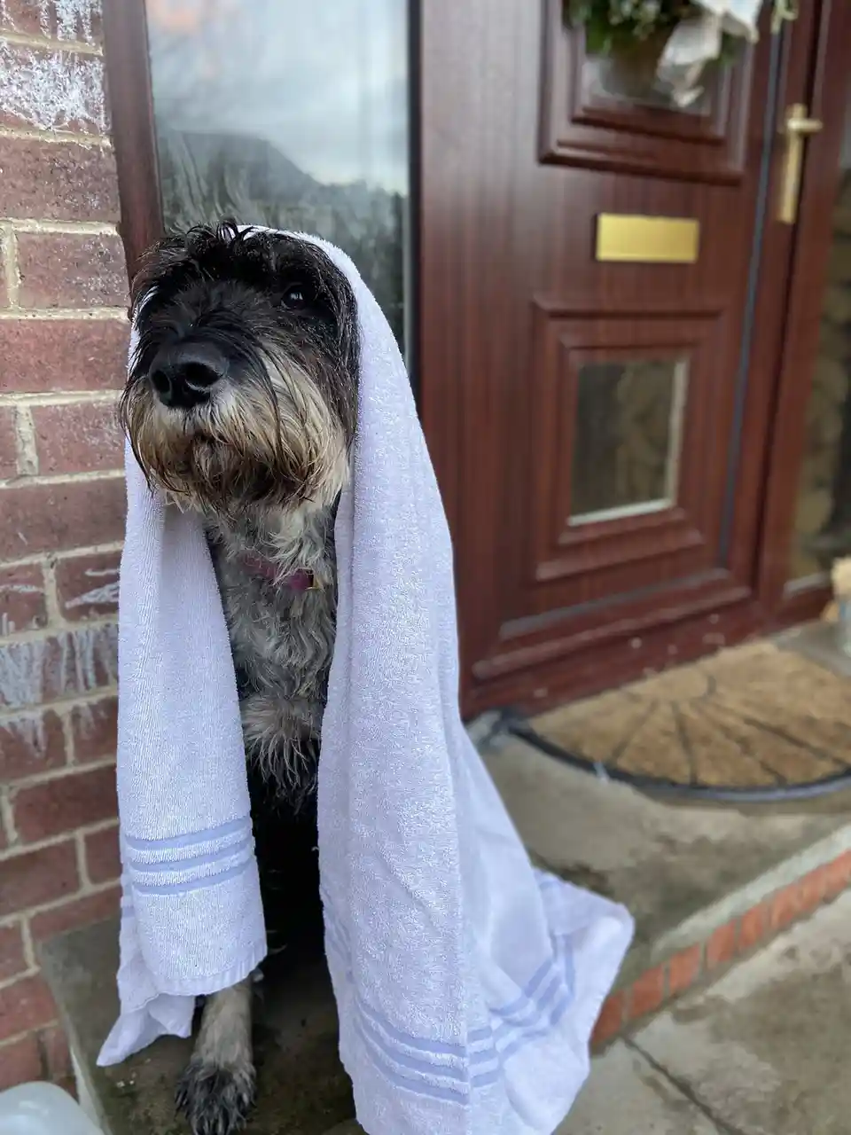A wet, shaggy dog with dark and light fur sits on a doorstep in front of a wooden door, draped in a white towel with blue…