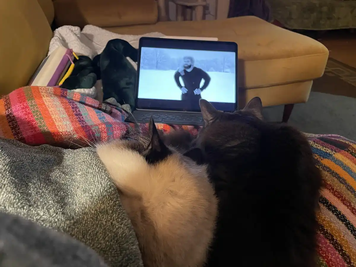 Two cats are sitting on a colorful striped blanket, intently watching a laptop screen that displays a man in a black shirt…