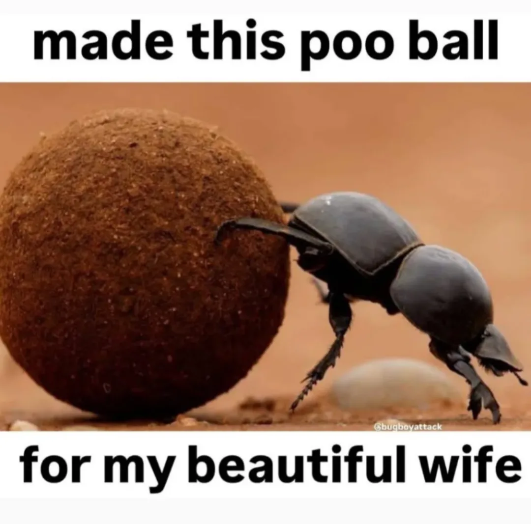 A dung beetle is shown pushing a large, round, brown ball of dung across a sandy, orange-brown surface. The image has bold…
