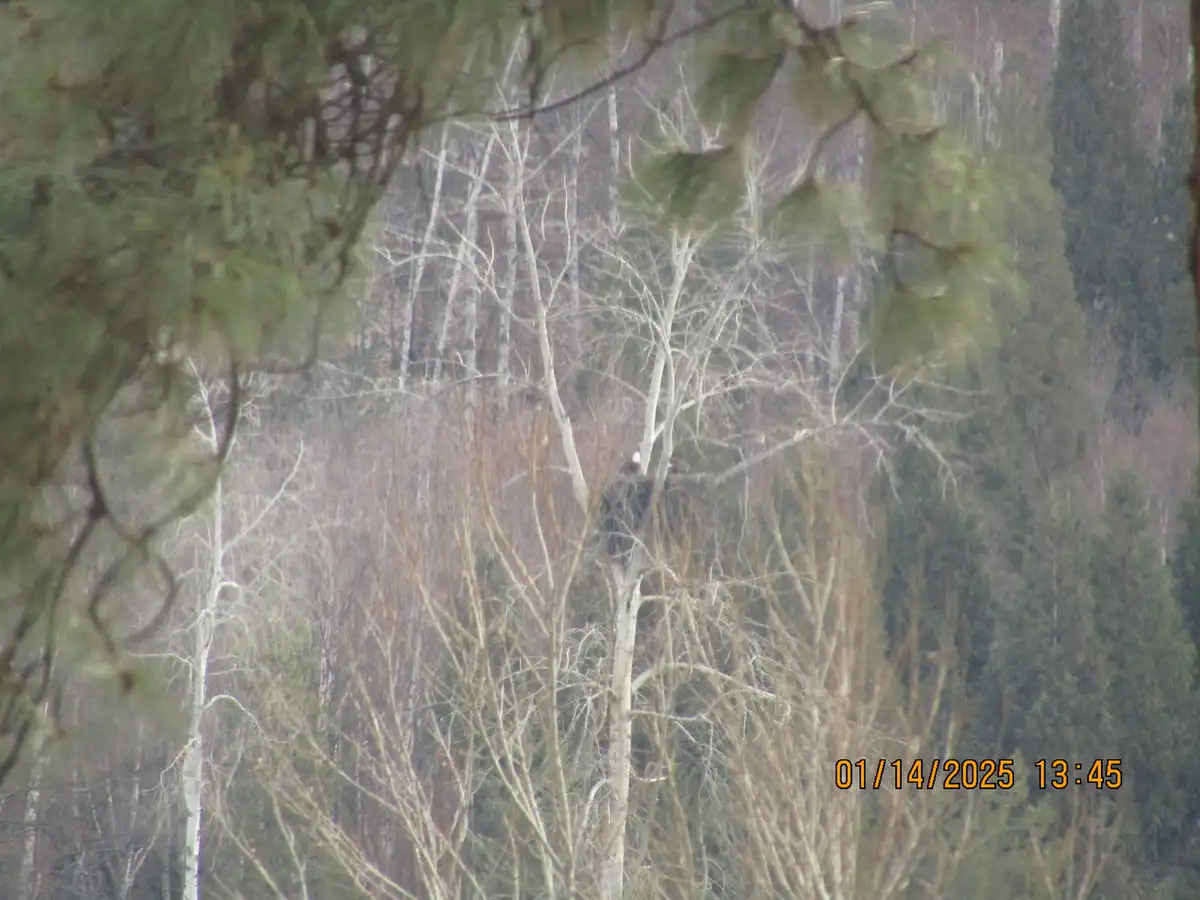 A blurry, low-resolution photo shows a dark bird with a white head perched in a bare tree among other trees in a forest. The…