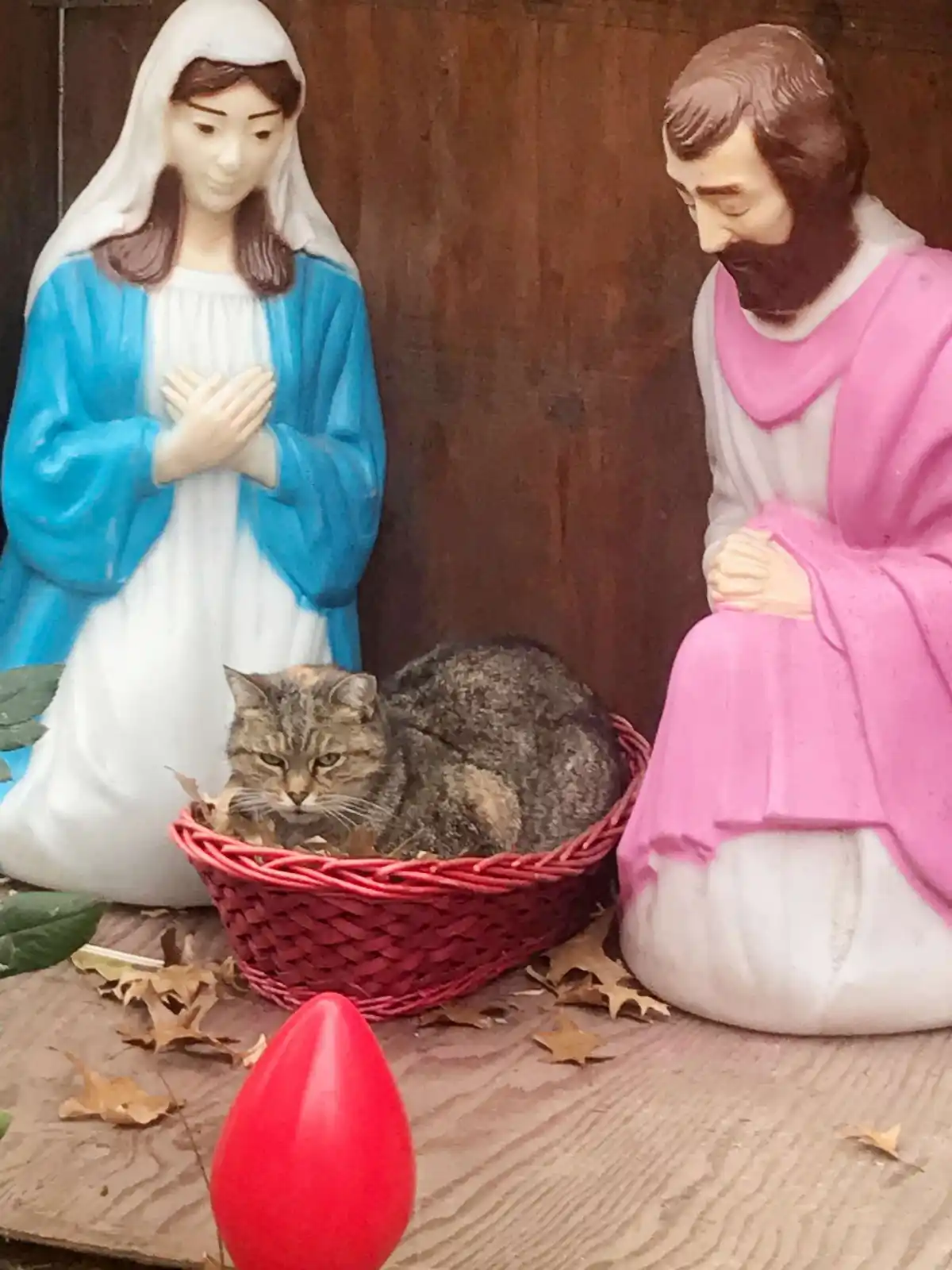 A tabby cat is curled up in a red basket, positioned between plastic statues of Mary and Joseph from a nativity scene. The…
