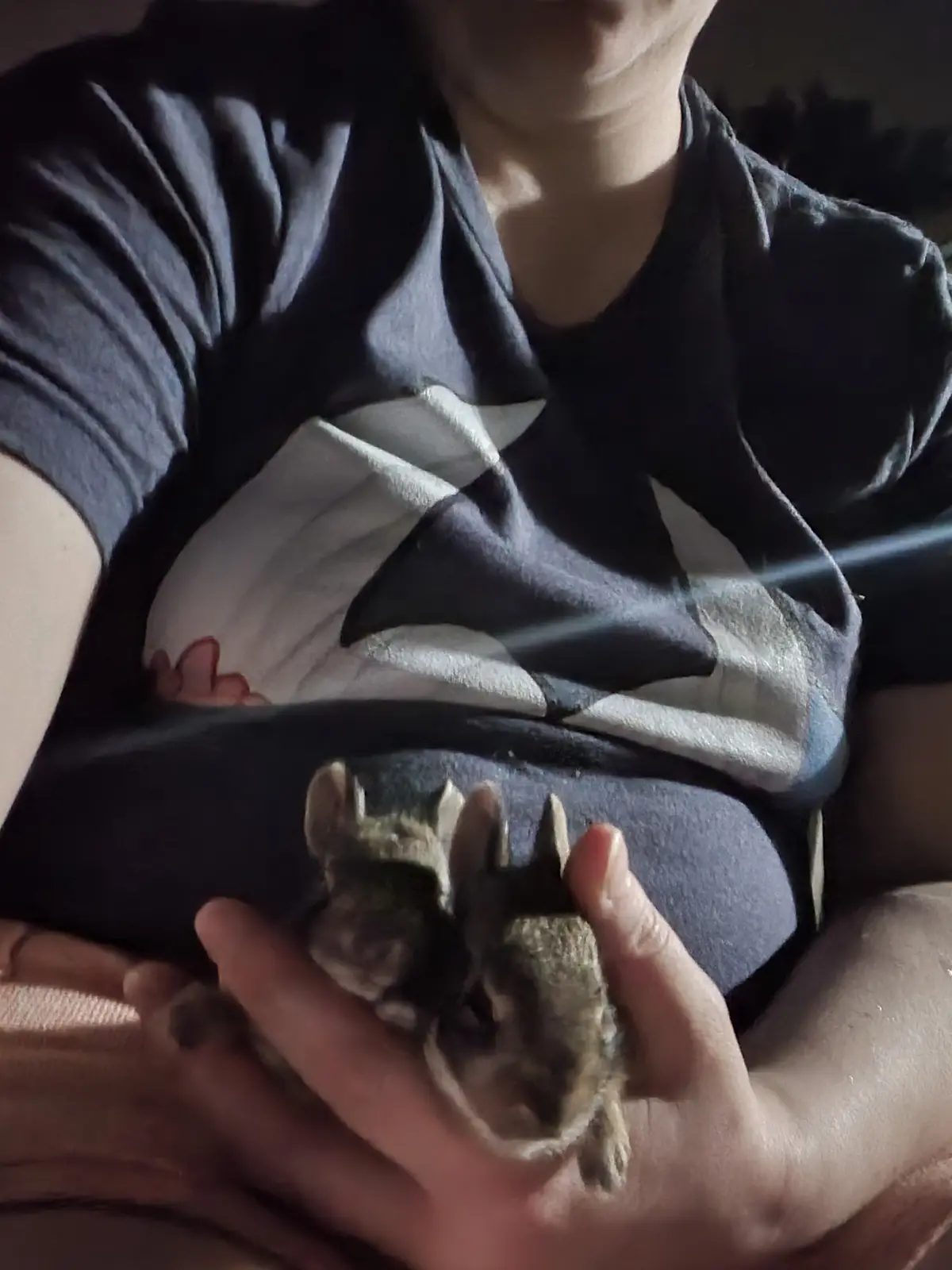 A person wearing a dark t-shirt with a white geometric pattern is holding two small, furry squirrels in their hands, which…