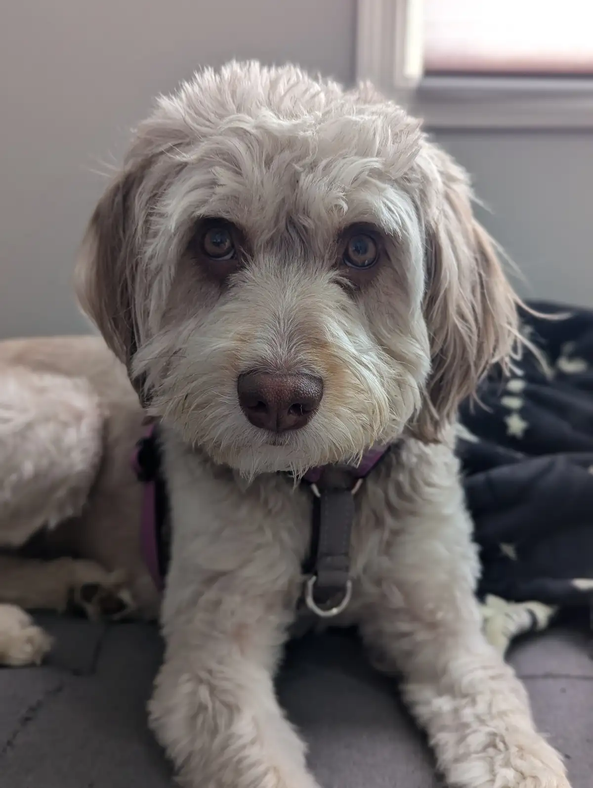 A close-up photo of a fluffy, light-colored dog with large, expressive eyes looking directly at the camera, wearing a…