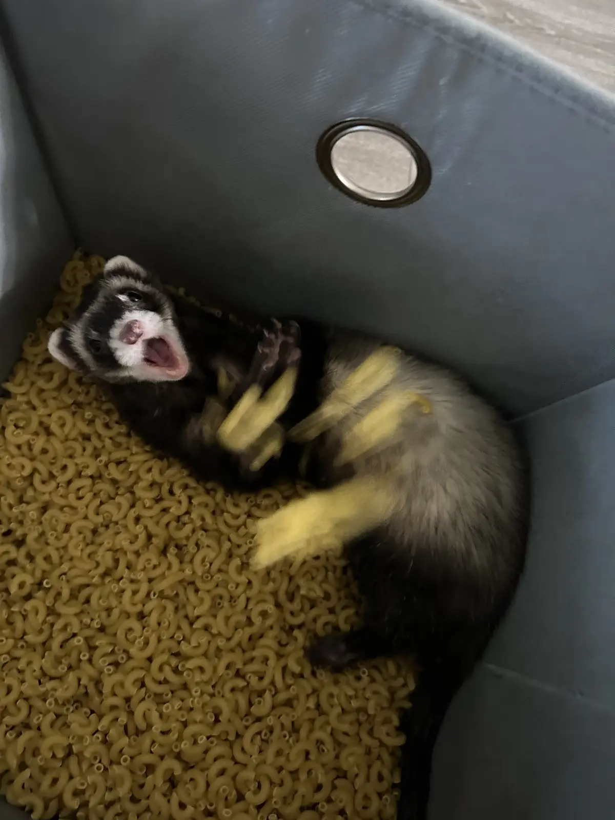 A ferret is lying on its back in a gray container filled with uncooked elbow macaroni, its paws blurred from motion as it…