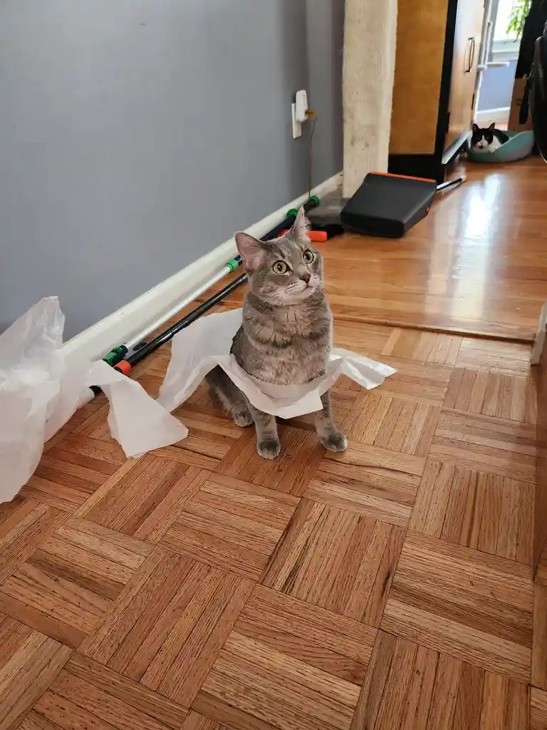 Silly Stella Strikes Again!