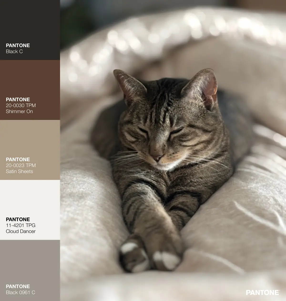 A tabby cat with closed eyes is sleeping peacefully on a soft, light-colored bed. The left side of the image features a…
