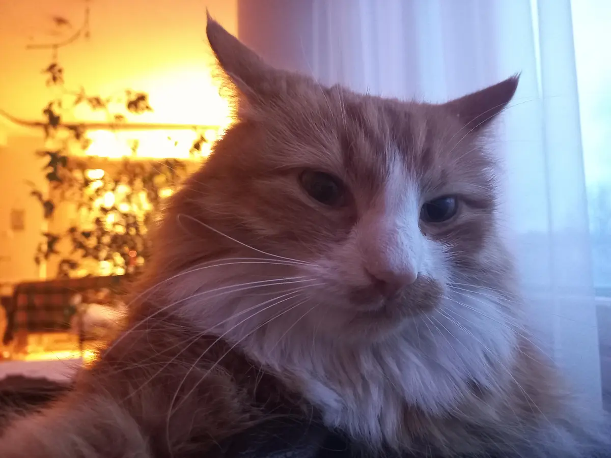 A close-up photo of a fluffy, orange-and-white cat with one blue eye and one brown eye, looking directly at the camera with…