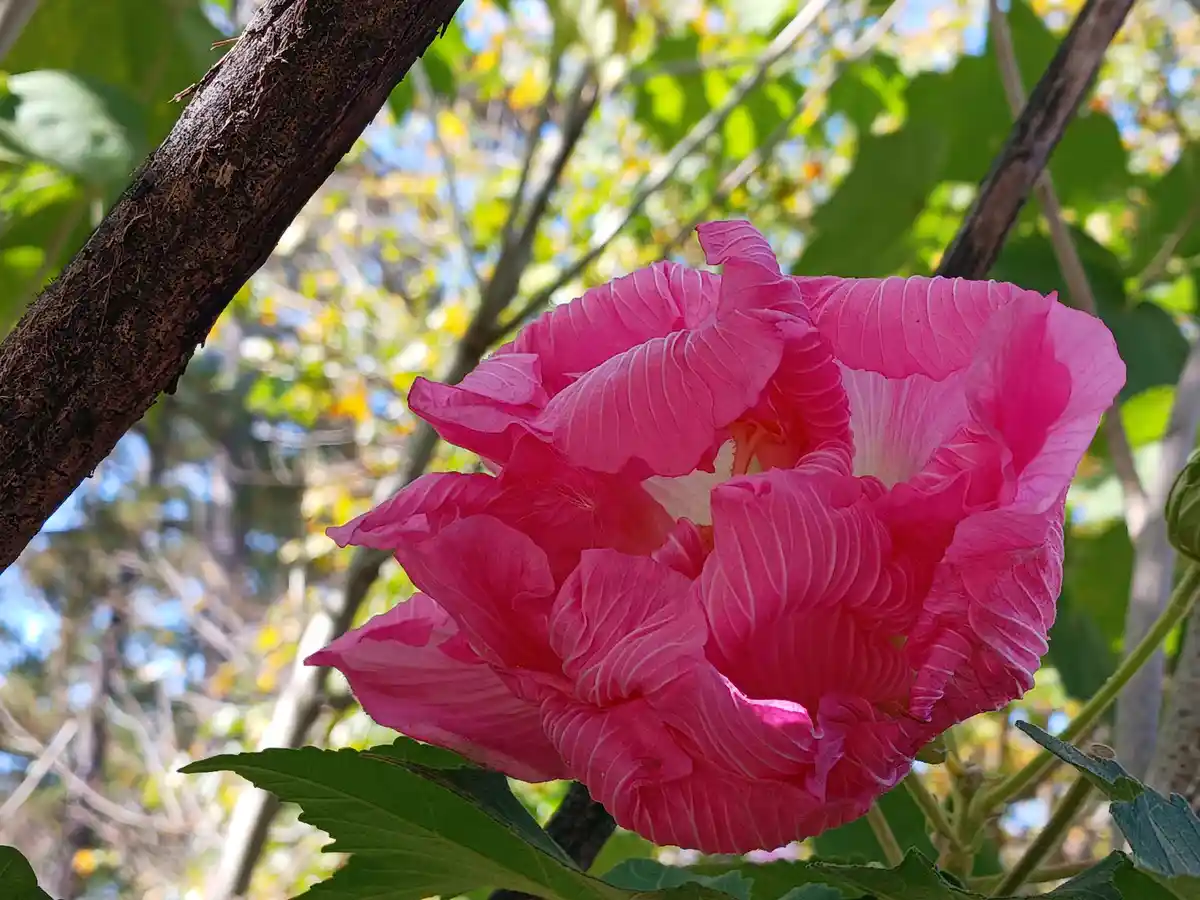 A vibrant pink hibiscus flower with ruffled petals blooms against a backdrop of green leaves and tree branches, with…