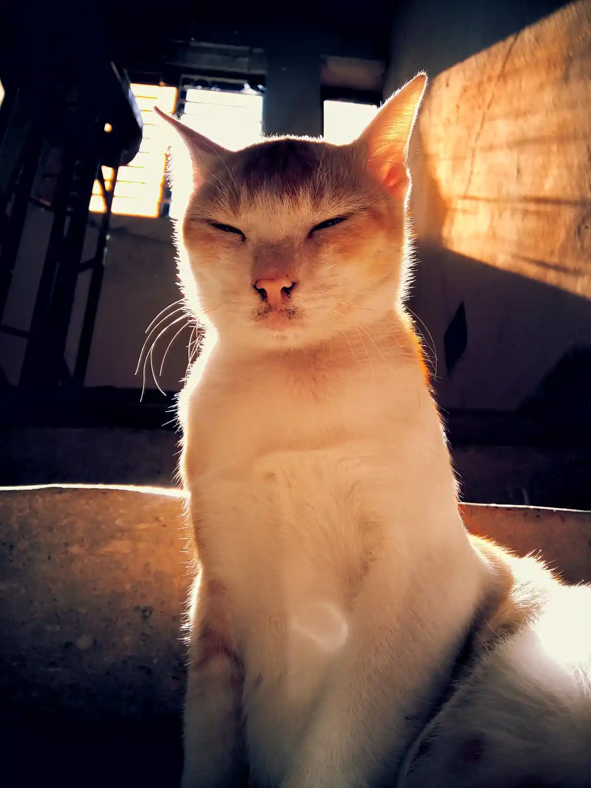A light-colored cat sits in a beam of sunlight with its eyes half-closed, appearing very relaxed and content. The background…
