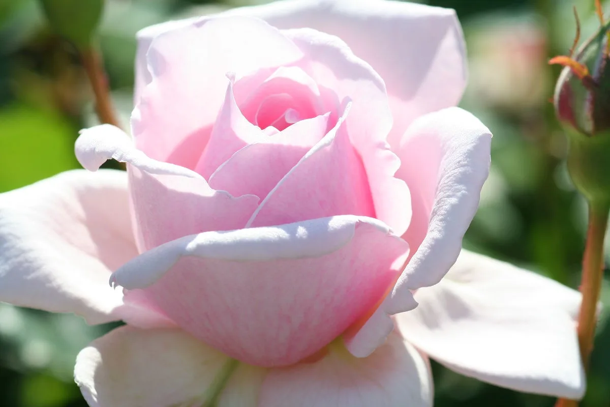 A close-up photograph of a delicate pink rose in full bloom, with soft sunlight highlighting its layered petals against a…