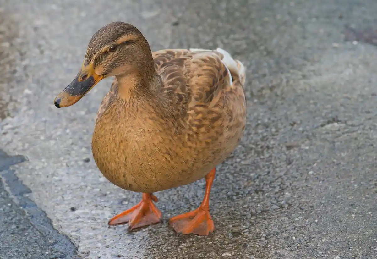 A female mallard duck with brown mottled feathers and orange feet stands on wet pavement, looking sideways with a slightly…