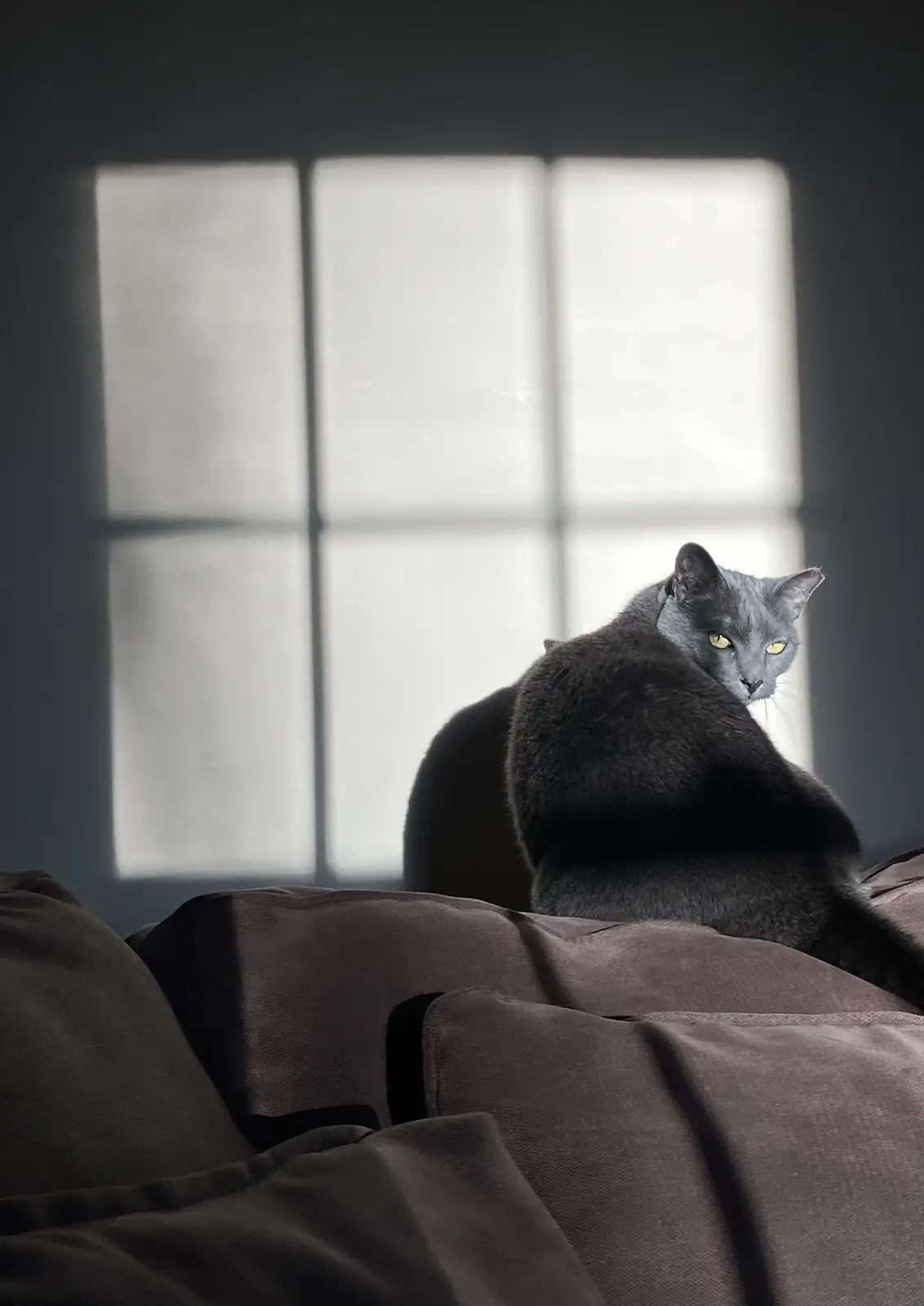 A gray cat with bright yellow eyes sits on a dark brown couch, looking back over its shoulder with a stern expression…