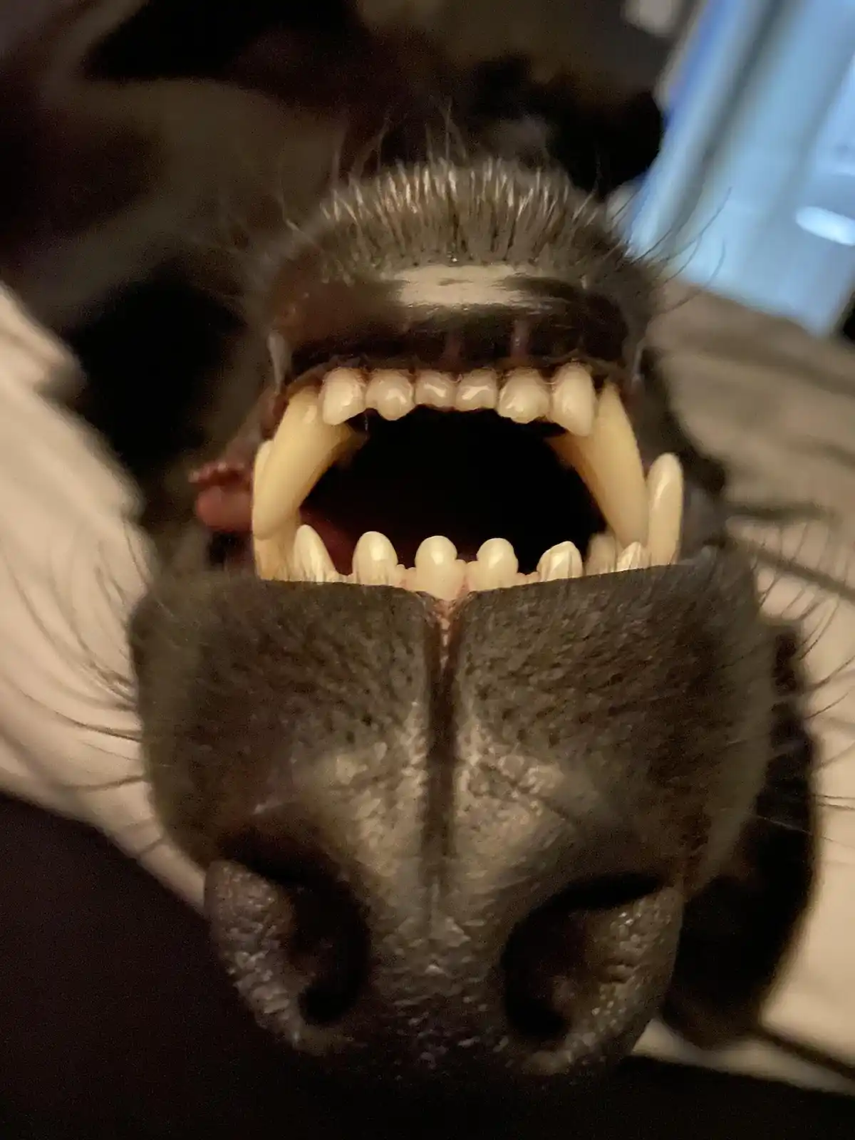 A close-up photo shows the open mouth of a dark-furred dog, revealing its full set of teeth, including large canines, with a…