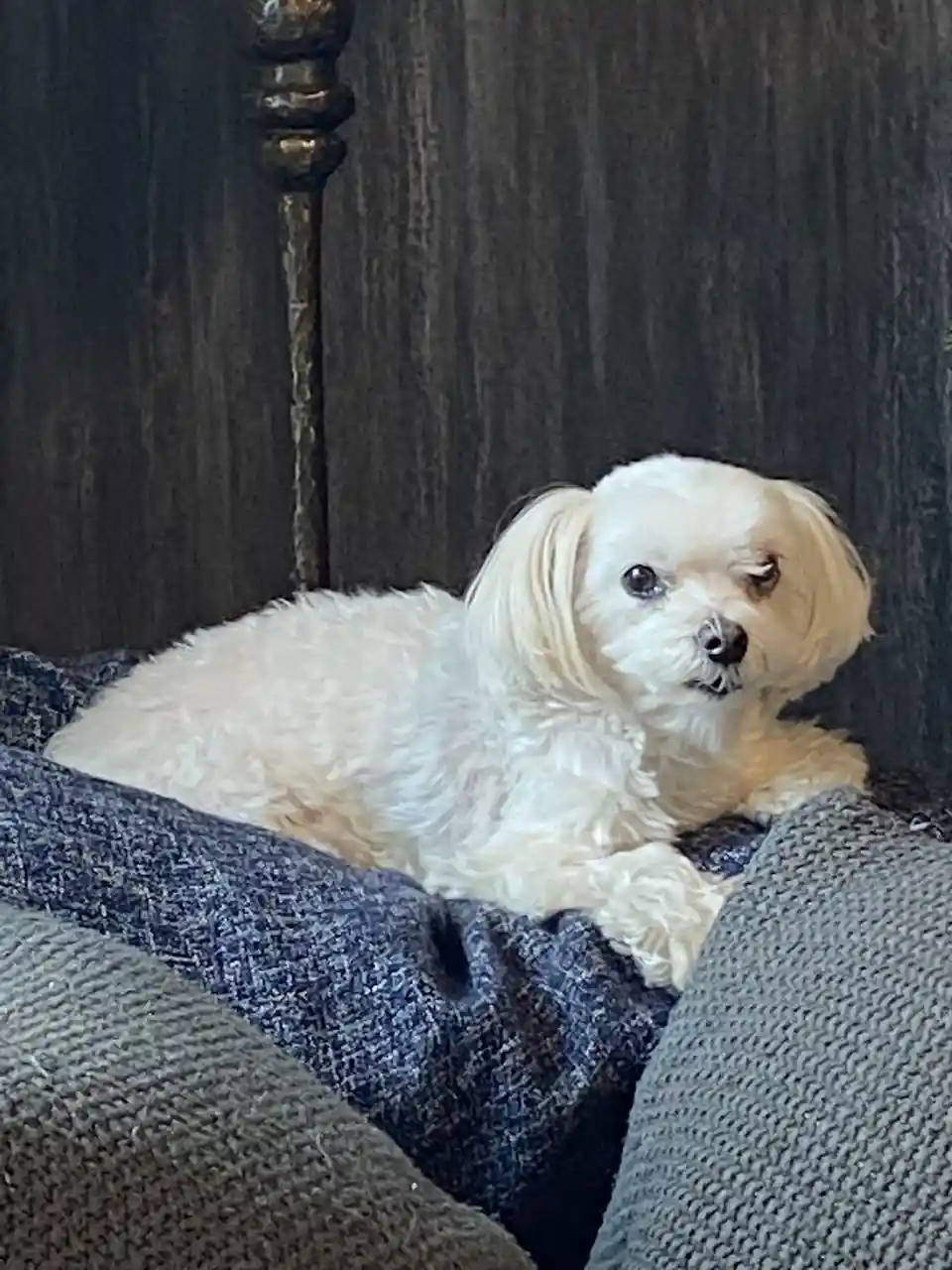 A small, fluffy white dog with one eye closed is lying on a dark blue textured blanket, appearing to be resting or dozing…