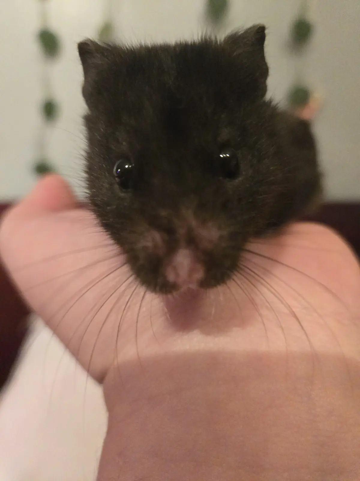 A small, dark-furred hamster with large, shiny eyes is being held gently in a person's open palm, looking directly at the…