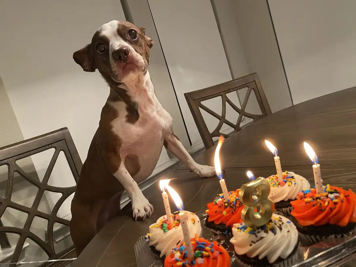 A brown and white dog sits upright on a dark wooden dining table, looking upward with wide, expressive eyes. In front of the…