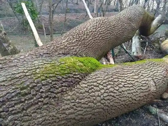 a fallen tree trunk with deeply textured bark lies across another log, with a patch of green moss on top. The bark on the…