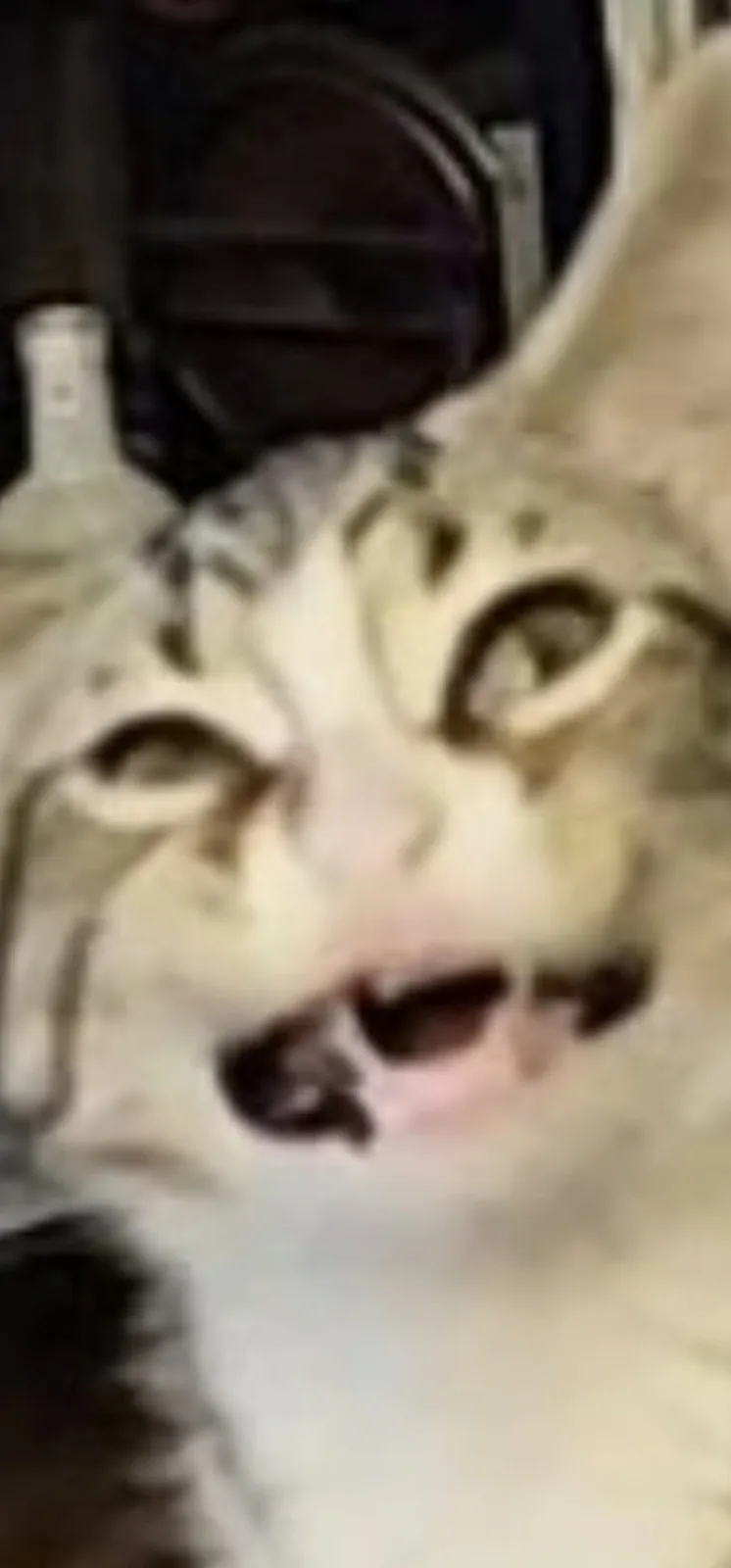 A blurry, close-up image of a tabby cat with wide, startled eyes and an open mouth, appearing to be screaming or yelling…