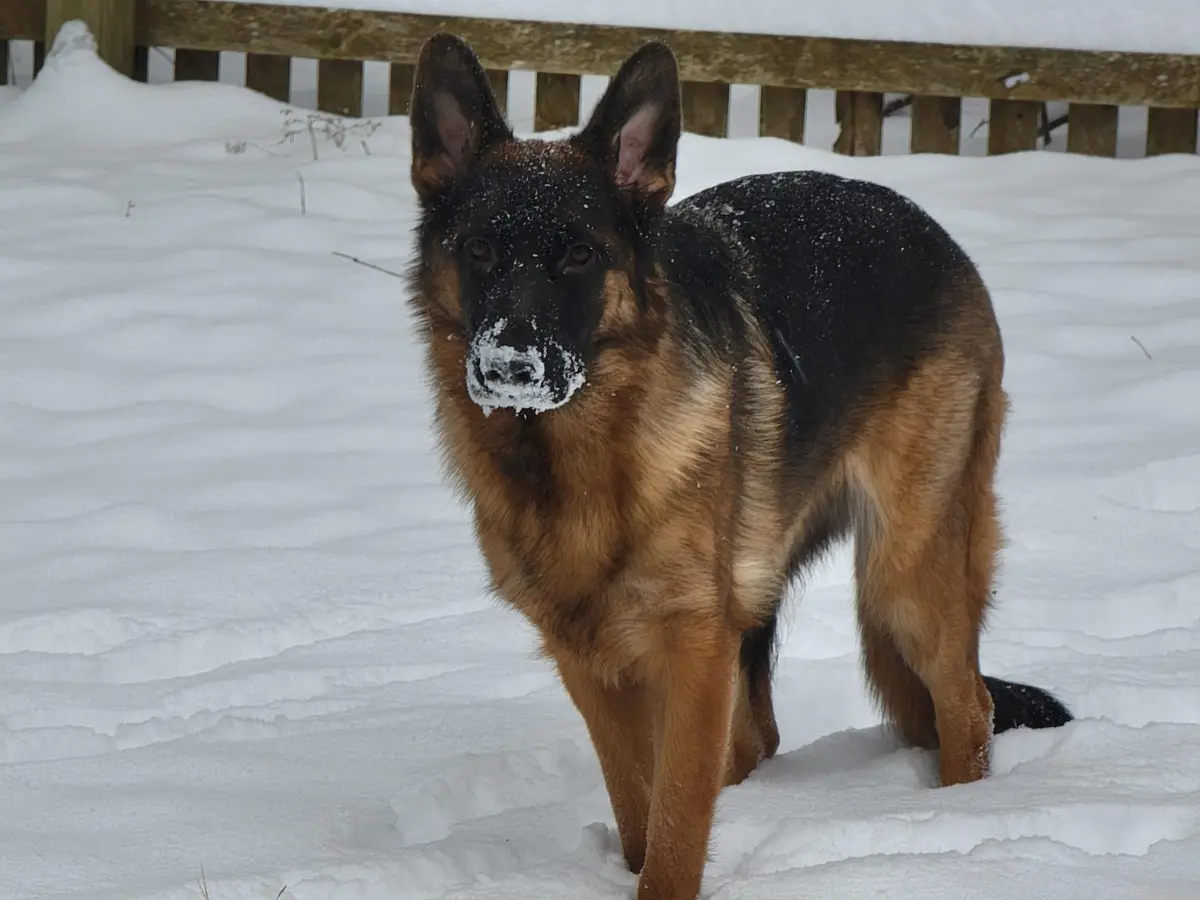 A German Shepherd dog stands in a snowy yard with snow on its back and nose, looking directly at the camera. The overlaid…