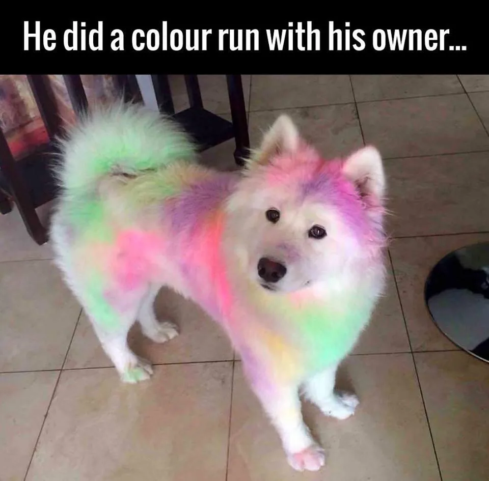 A fluffy white dog stands on a tiled floor, its fur covered in vibrant rainbow-colored powder from a color run event. The…