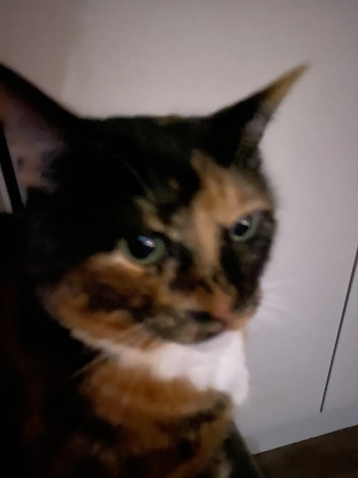 A blurry close-up photo of a calico cat with black, orange, and white fur, looking directly at the camera with a stern…
