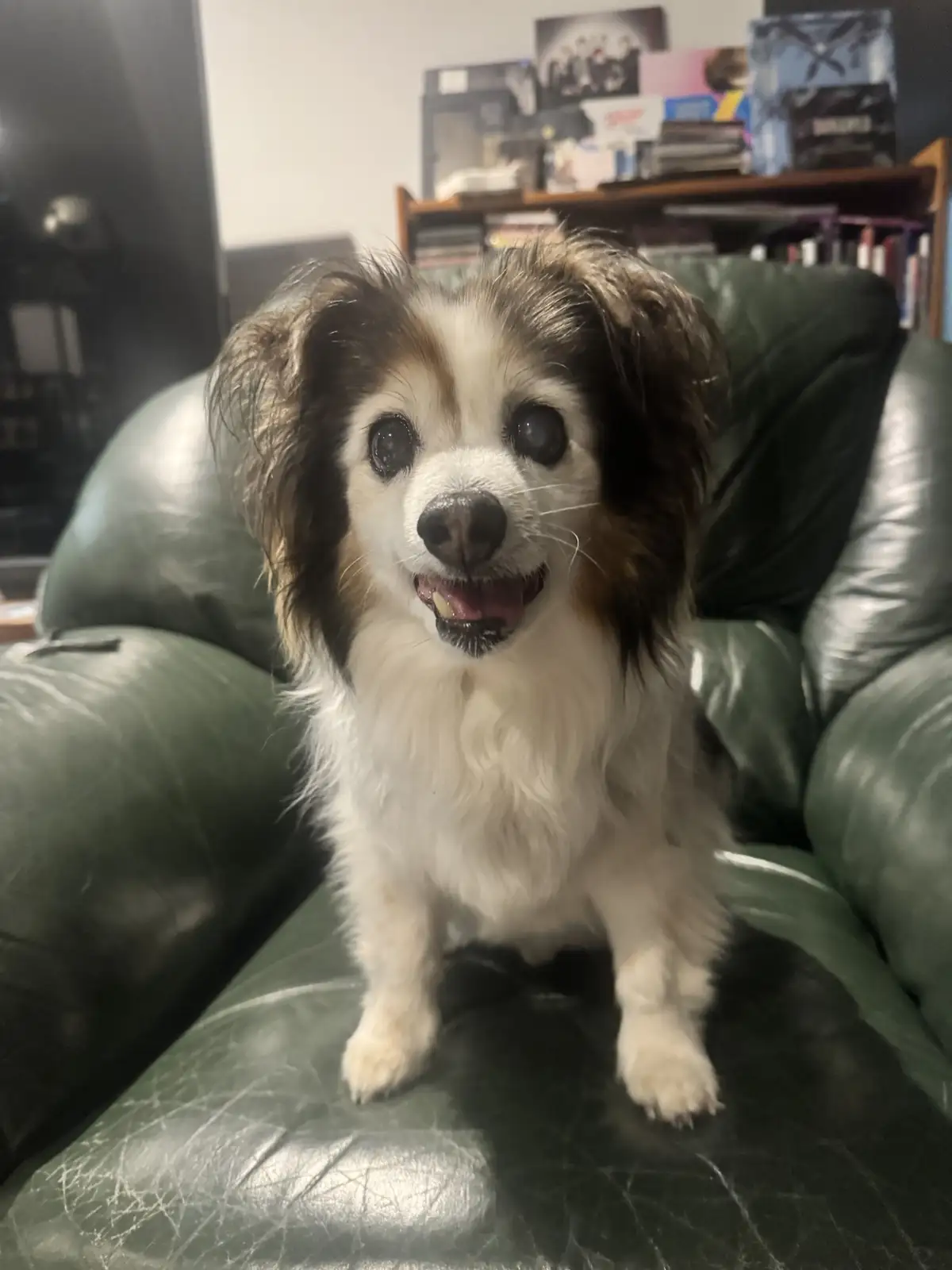 Daily Dose of Cuteness: Meet My Dog Panko