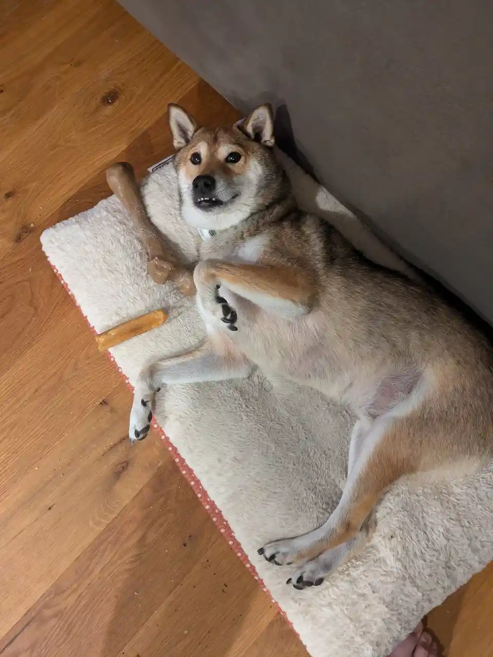 A tan and white dog lies on its back on a fluffy white dog bed, looking up with a relaxed expression. Its front paws are…
