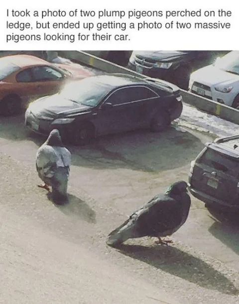 A low-angle photo shows two pigeons standing on a paved surface in a parking lot, with several parked cars visible behind…
