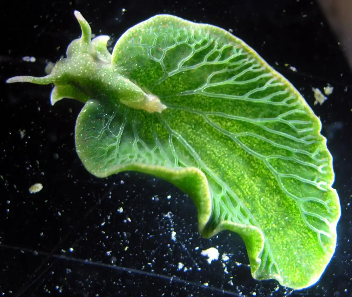 A close-up photograph shows a translucent green sea slug, resembling a leaf with visible vein-like patterns, against a dark…
