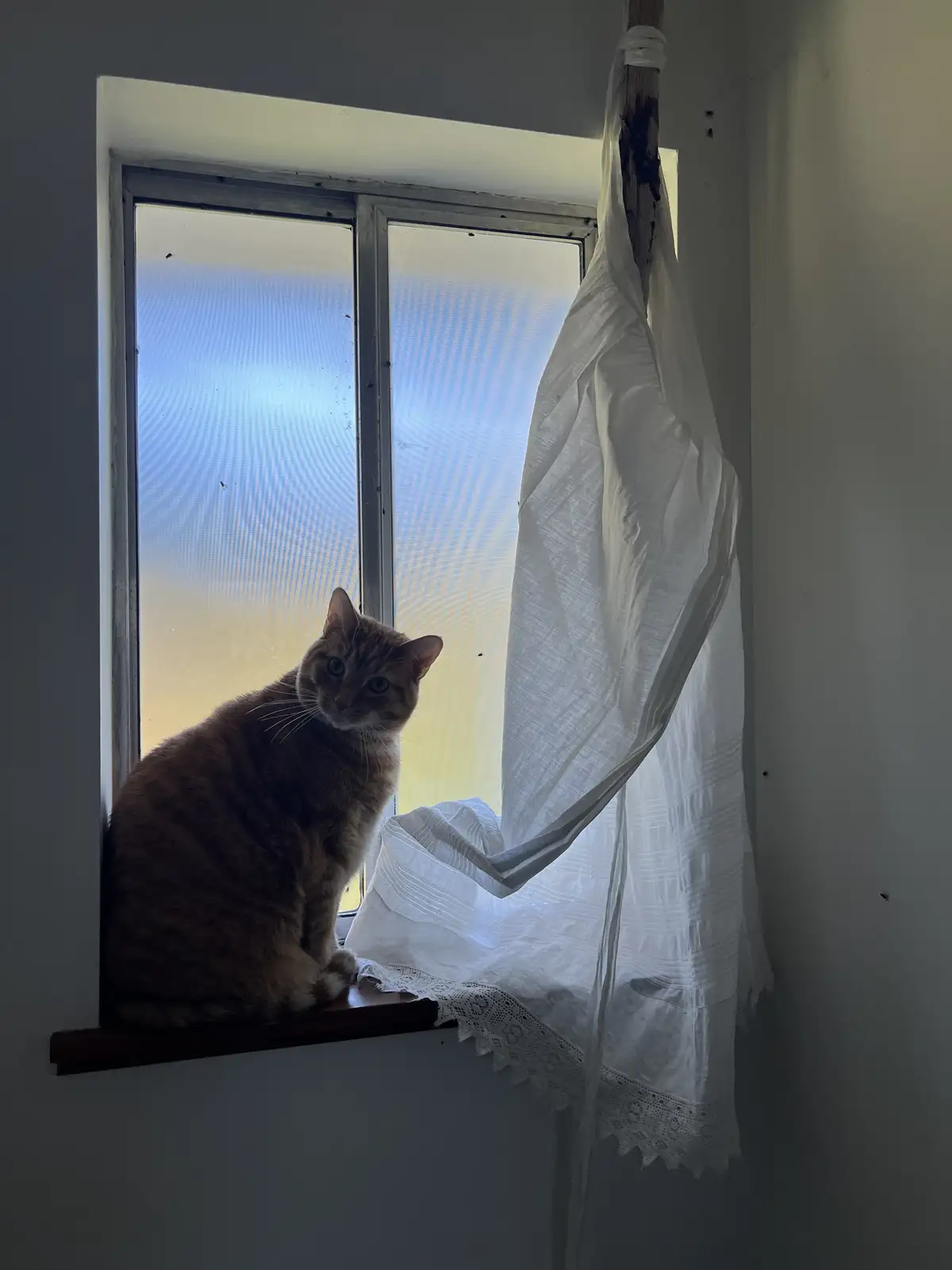 A tabby cat sits calmly on a windowsill, looking directly at the camera with a serene expression. Behind it, a window with…