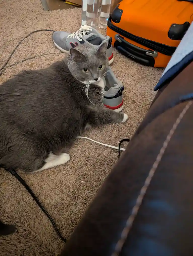 A gray cat with white paws sits on a beige carpet next to a pair of gray sneakers and an orange suitcase, looking directly…