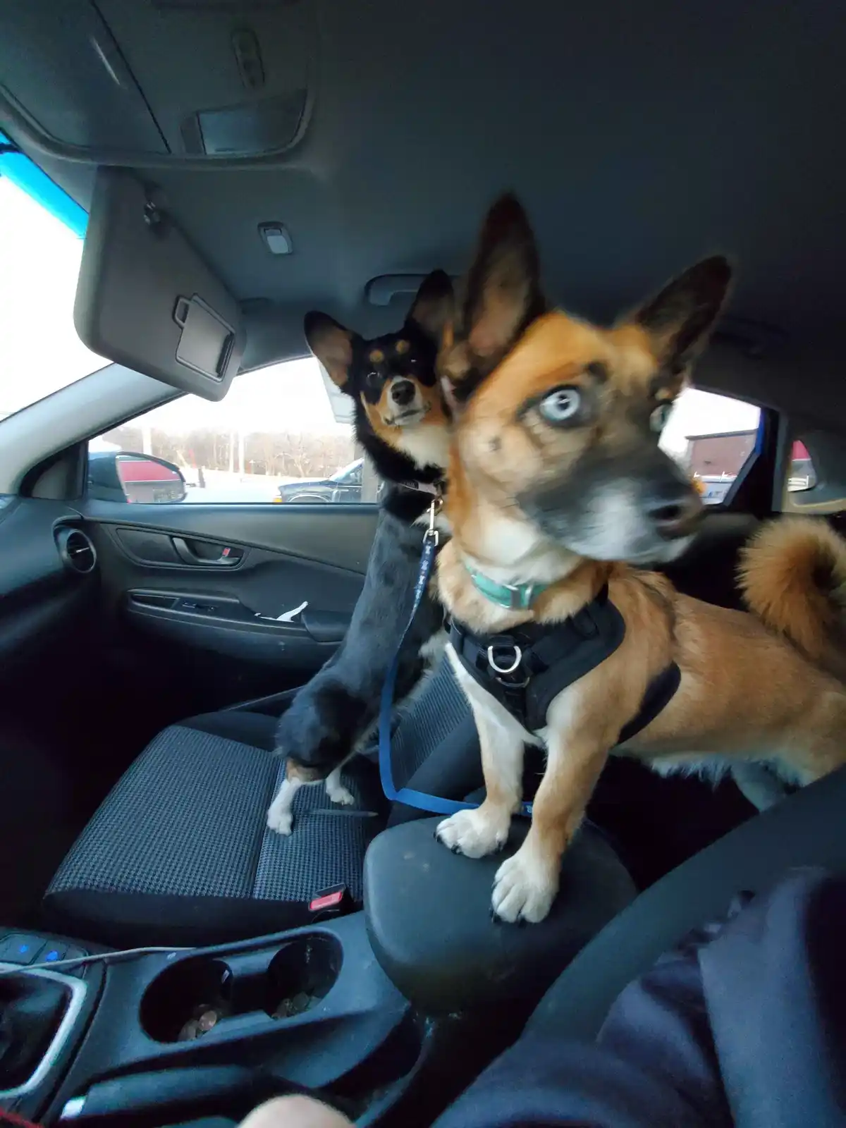 Two dogs are sitting in the front seats of a car, one larger with striking blue eyes and a harness, the other smaller and…