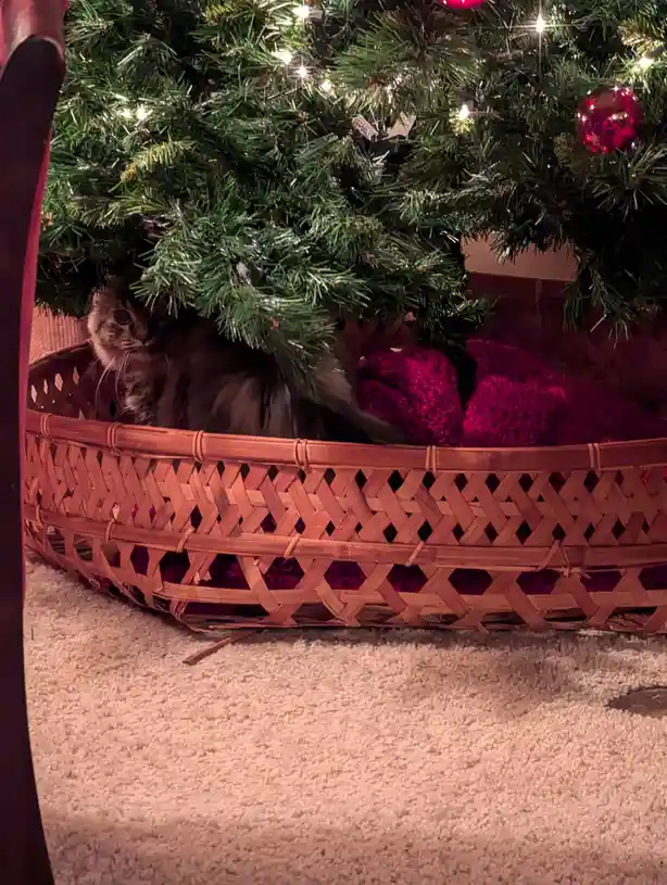 A long-haired cat is nestled inside a woven basket placed under a decorated Christmas tree with lights and ornaments. The…