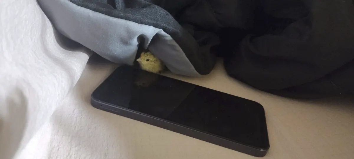 A small yellow chick peeks out from under a gray and black blanket, positioned next to a black smartphone lying on a…