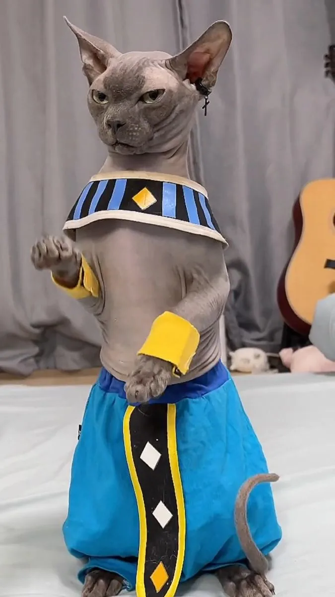 A hairless sphinx cat is dressed in an ancient Egyptian pharaoh costume with a striped collar, yellow arm cuffs, and a blue…