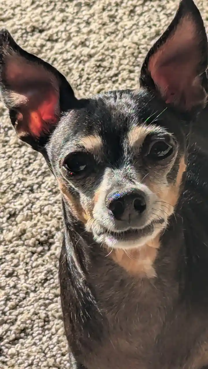 A close-up photo of a small black and tan dog with large, alert ears and wide eyes, sitting on a light-colored textured…