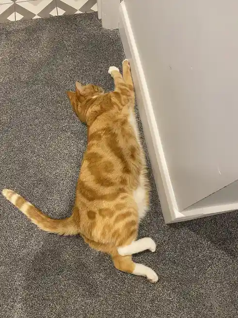 An orange tabby cat with white paws and underbelly is lying on its back on a gray carpet, stretching its front paws up…