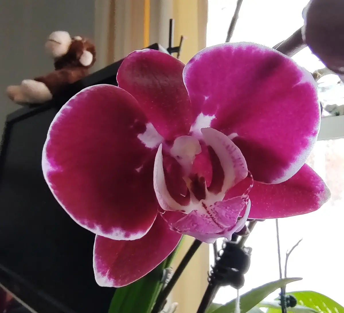 A close-up photo of a vibrant magenta orchid with white-edged petals, positioned in front of a window. In the blurred…