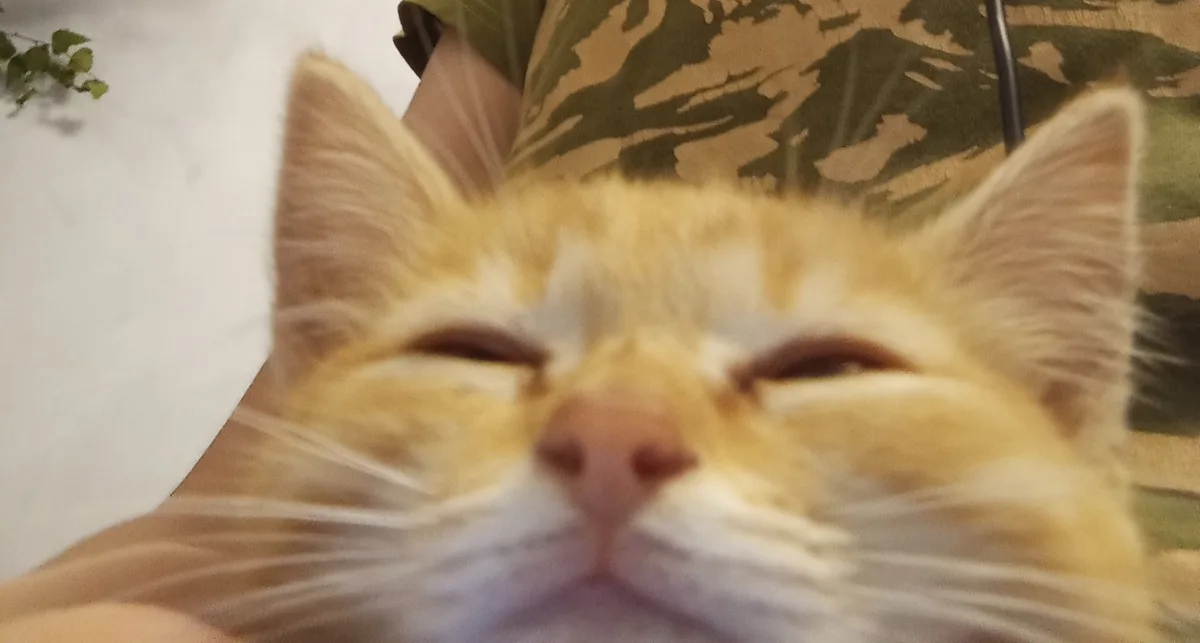 m!ok!'s Adorable Kitties: A Purrfect Showcase!